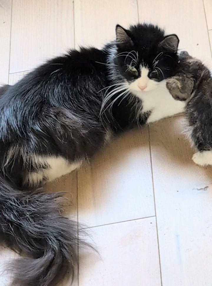 Bella 2