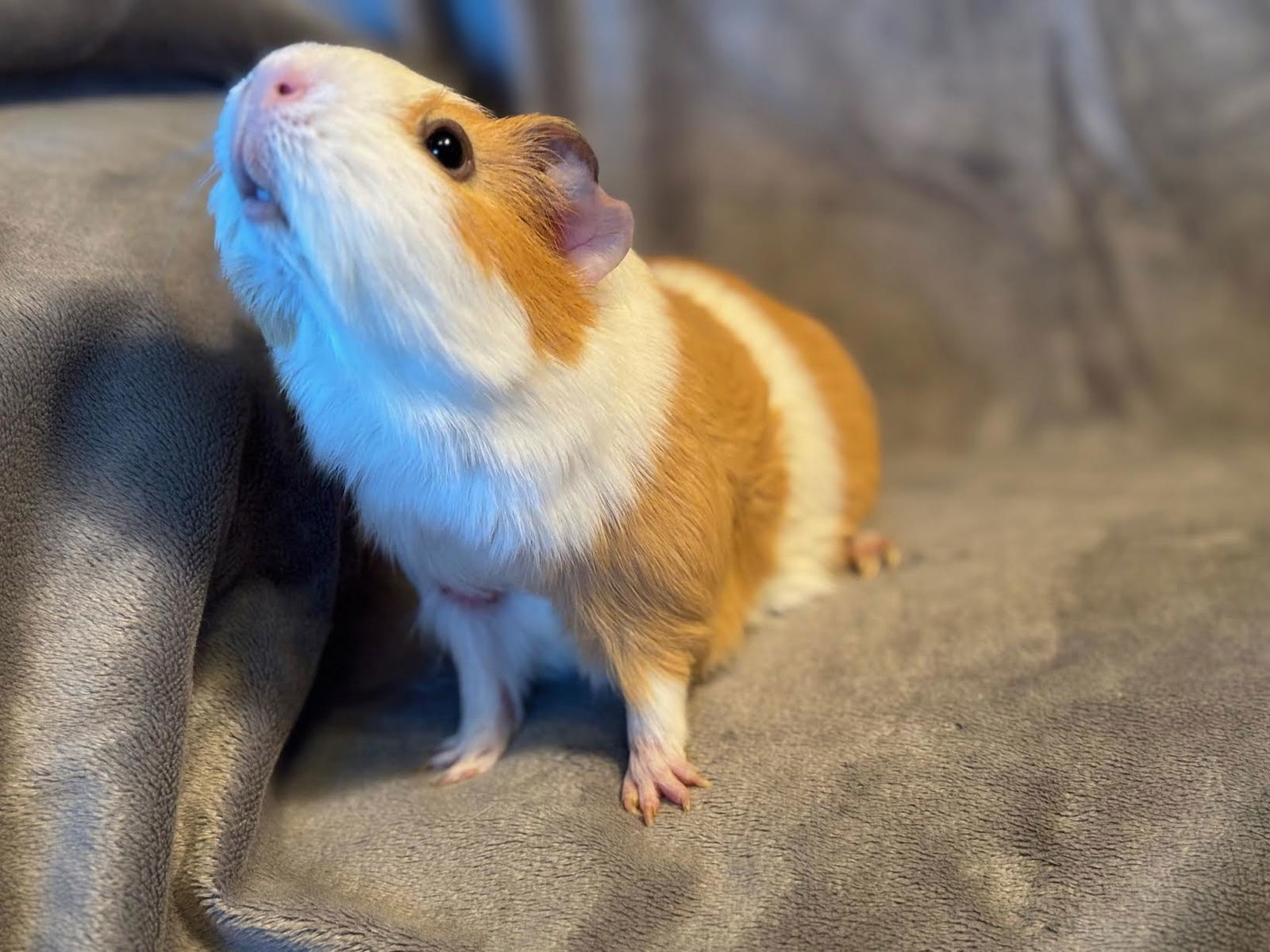 Hazel