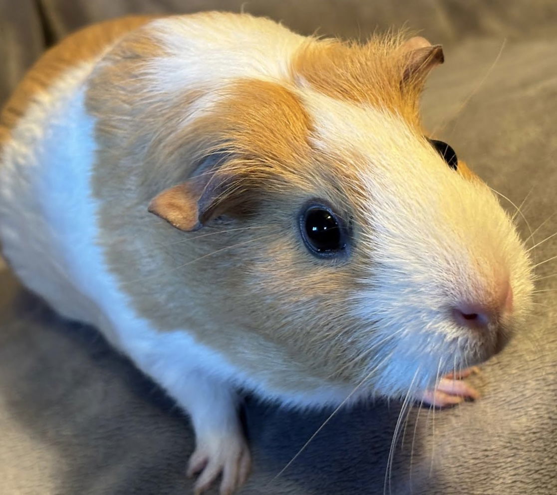 Hazel