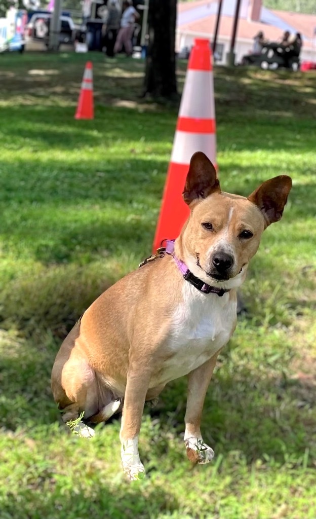 Kimmie - LOCAL, an adoptable Australian Cattle Dog / Blue Heeler, Basenji in Princeton, MA, 01541 | Photo Image 1