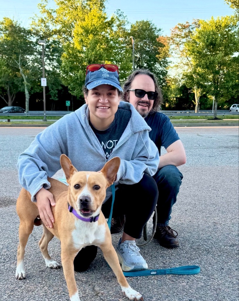 Kimmie - LOCAL, an adoptable Australian Cattle Dog / Blue Heeler, Basenji in Princeton, MA, 01541 | Photo Image 2