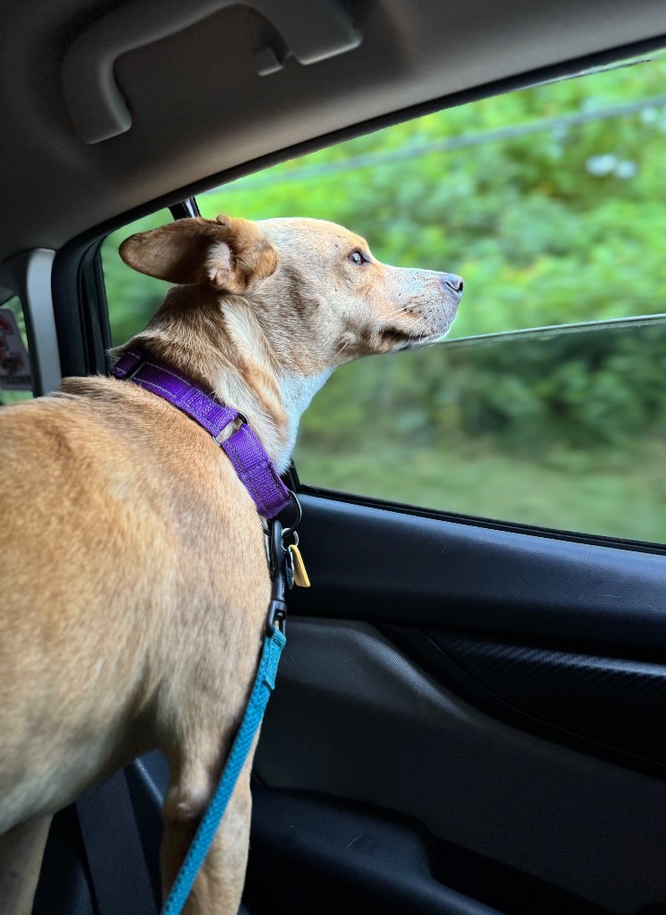 Kimmie - LOCAL, an adoptable Australian Cattle Dog / Blue Heeler, Basenji in Princeton, MA, 01541 | Photo Image 4