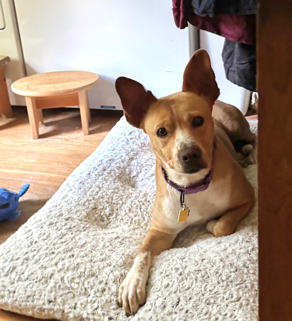 Kimmie - LOCAL, an adoptable Australian Cattle Dog / Blue Heeler, Basenji in Princeton, MA, 01541 | Photo Image 5