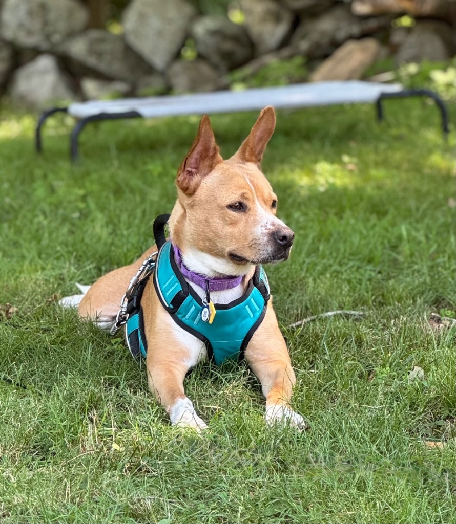 Kimmie - LOCAL, an adoptable Australian Cattle Dog / Blue Heeler, Basenji in Princeton, MA, 01541 | Photo Image 6