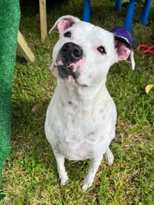Ollie *, Adult Male unknown