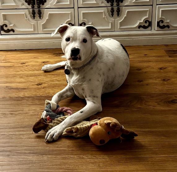 Ollie * (Dog)