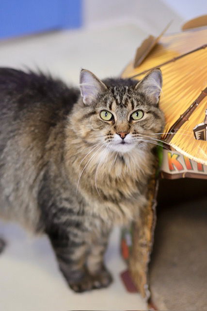 Minnie, an adoptable Domestic Medium Hair in Webster, WI, 54893 | Photo Image 1