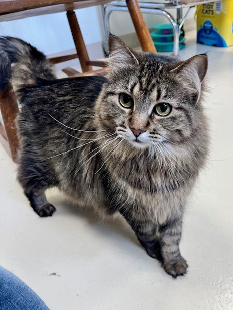 Minnie, an adoptable Domestic Medium Hair in Webster, WI, 54893 | Photo Image 2