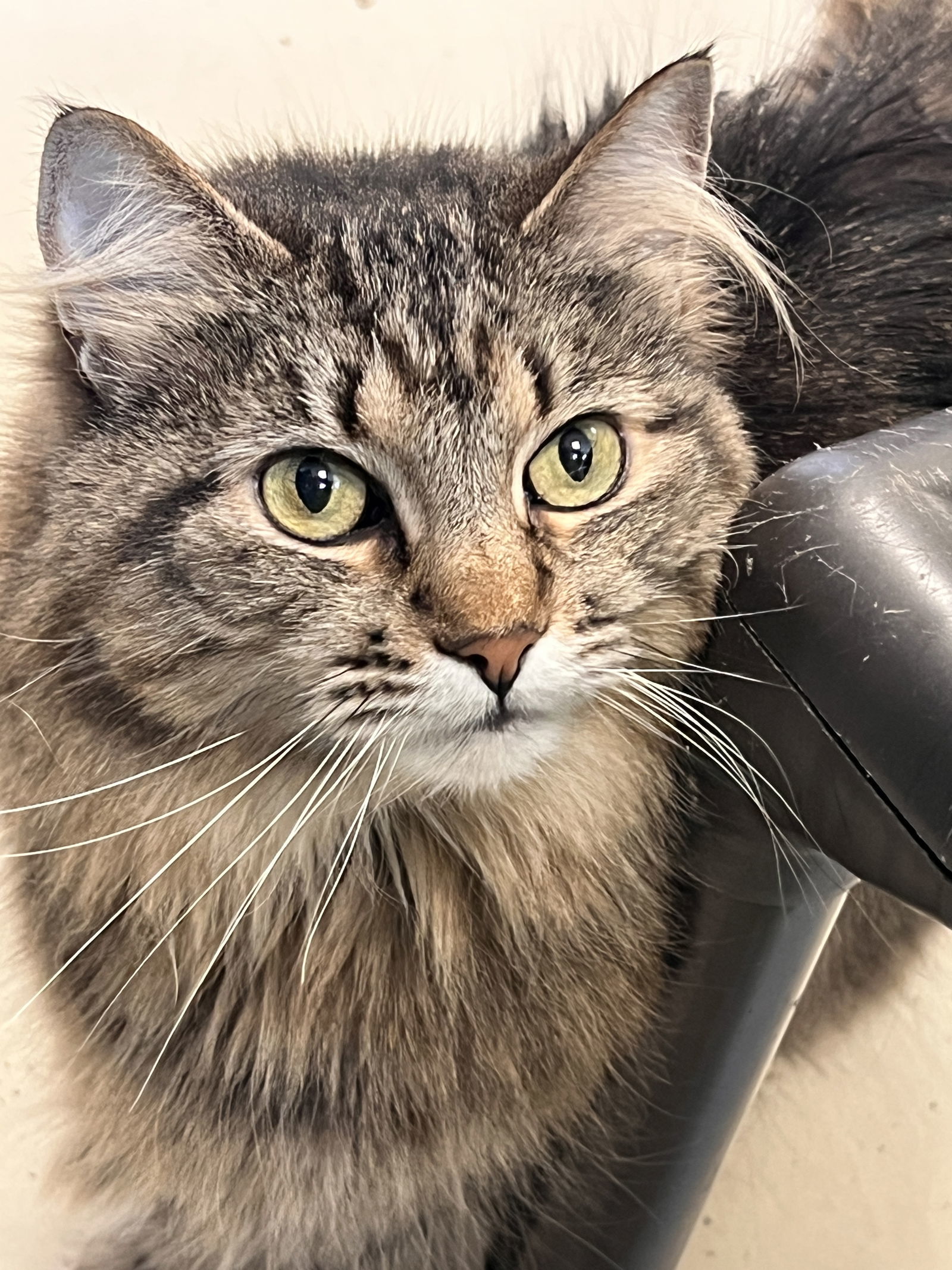Minnie, an adoptable Domestic Medium Hair in Webster, WI, 54893 | Photo Image 3