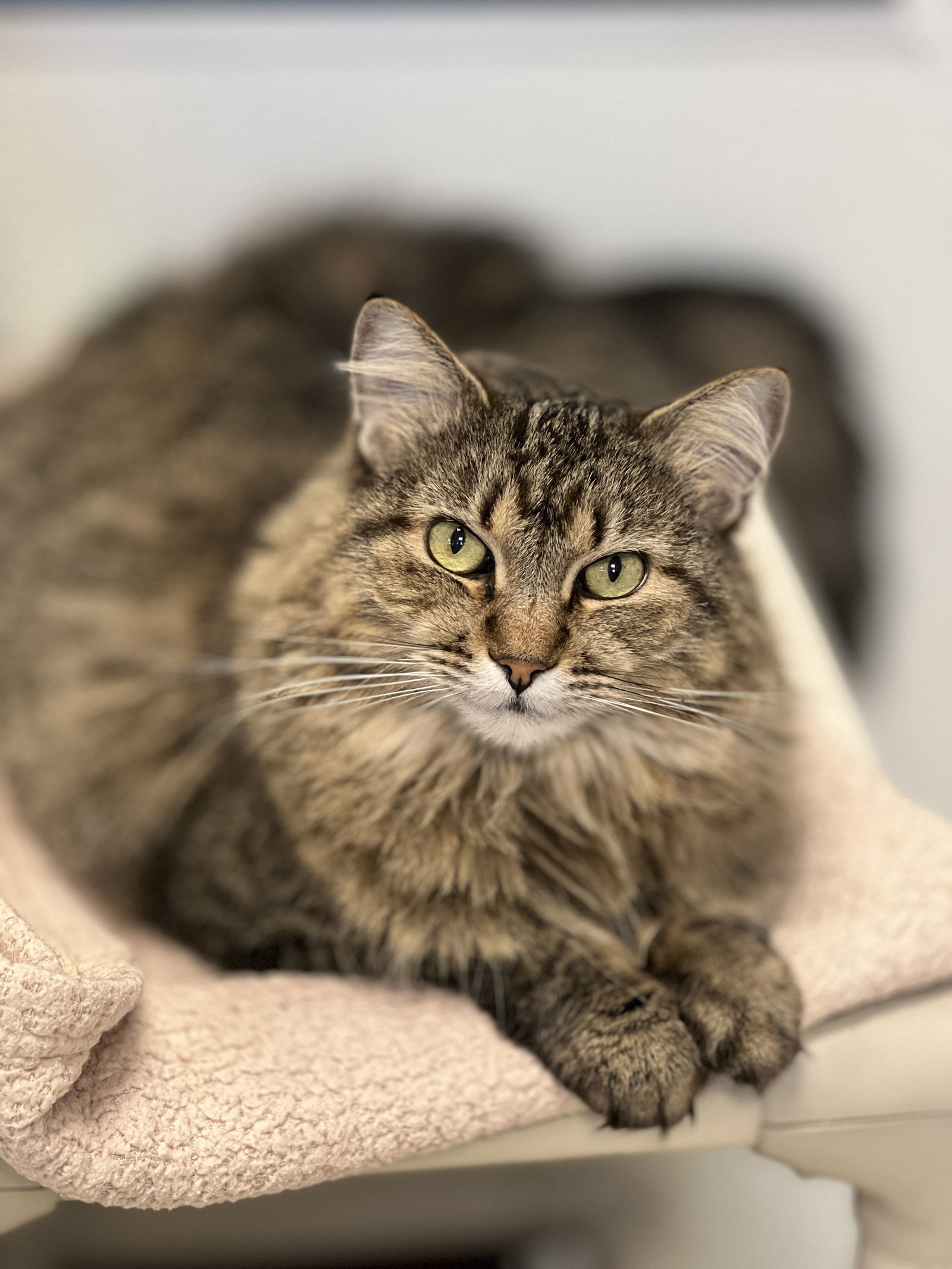 Minnie, an adoptable Domestic Medium Hair in Webster, WI, 54893 | Photo Image 3