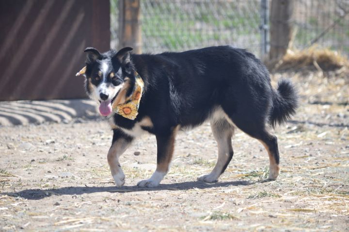 Oliver 1