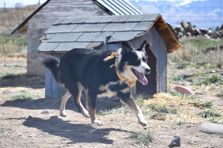 Oliver 4