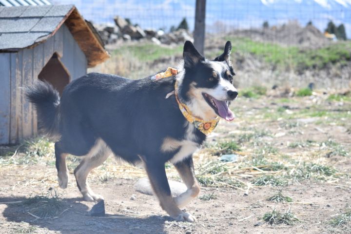 Oliver 5