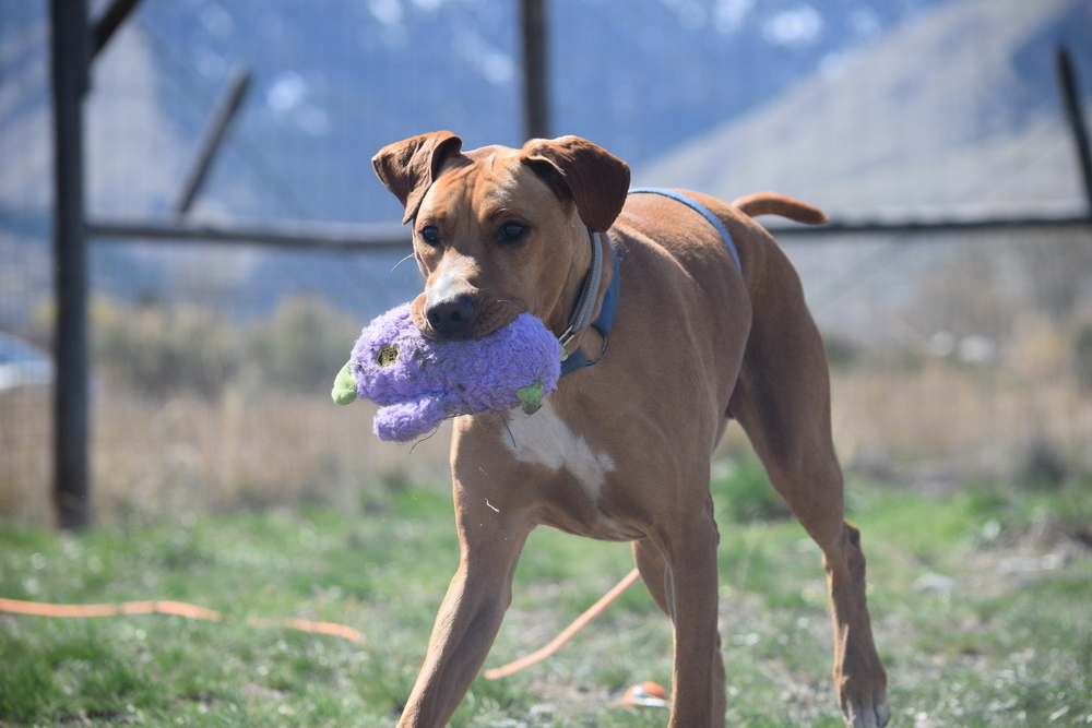 Peter, an adoptable Rhodesian Ridgeback, Shepherd in Salmon, ID, 83467 | Photo Image 1