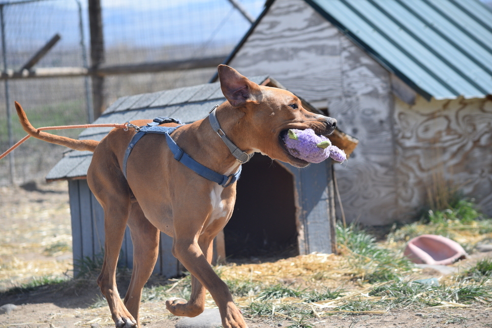 Peter, an adoptable Rhodesian Ridgeback, Shepherd in Salmon, ID, 83467 | Photo Image 2