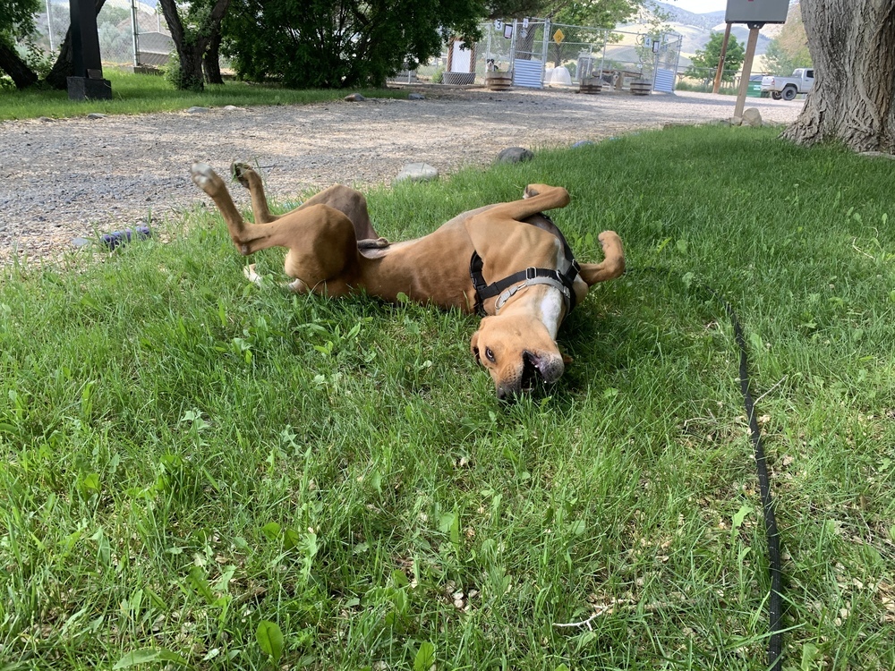 Peter, an adoptable Rhodesian Ridgeback, Shepherd in Salmon, ID, 83467 | Photo Image 2