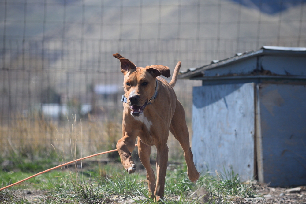 Peter, an adoptable Rhodesian Ridgeback, Shepherd in Salmon, ID, 83467 | Photo Image 3
