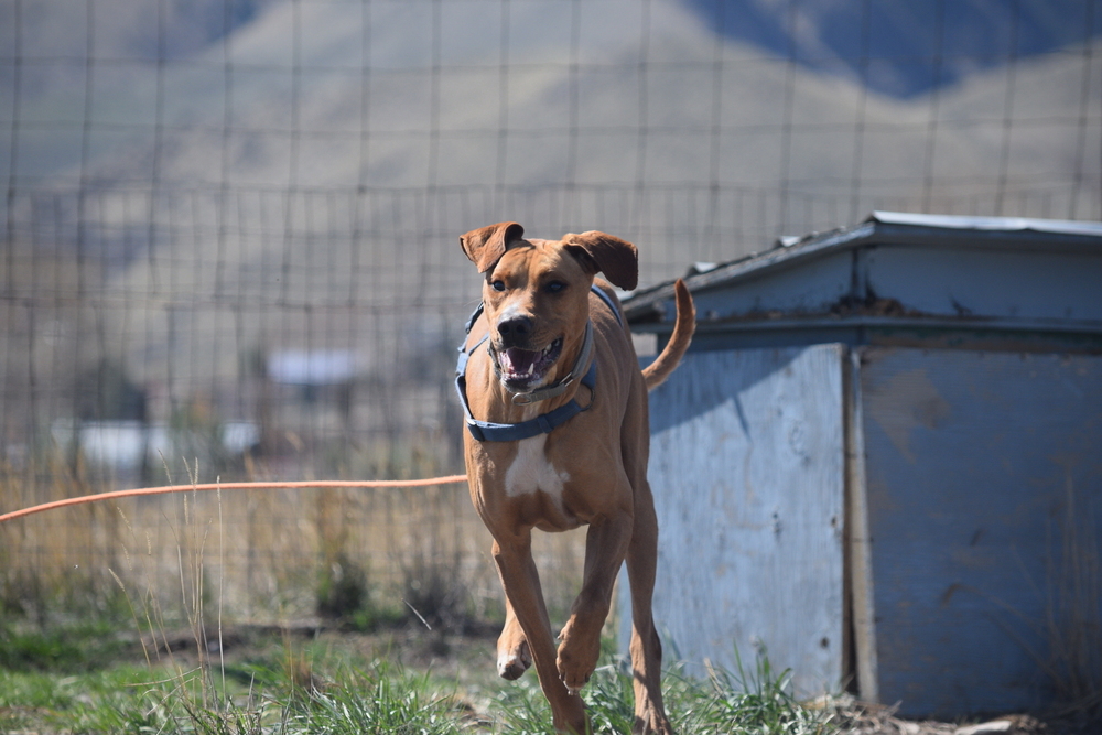 Peter, an adoptable Rhodesian Ridgeback, Shepherd in Salmon, ID, 83467 | Photo Image 4