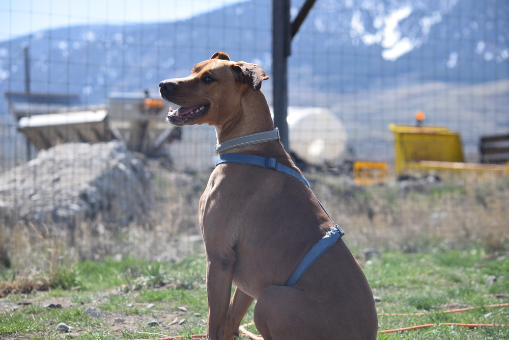 Peter, an adoptable Rhodesian Ridgeback, Shepherd in Salmon, ID, 83467 | Photo Image 5