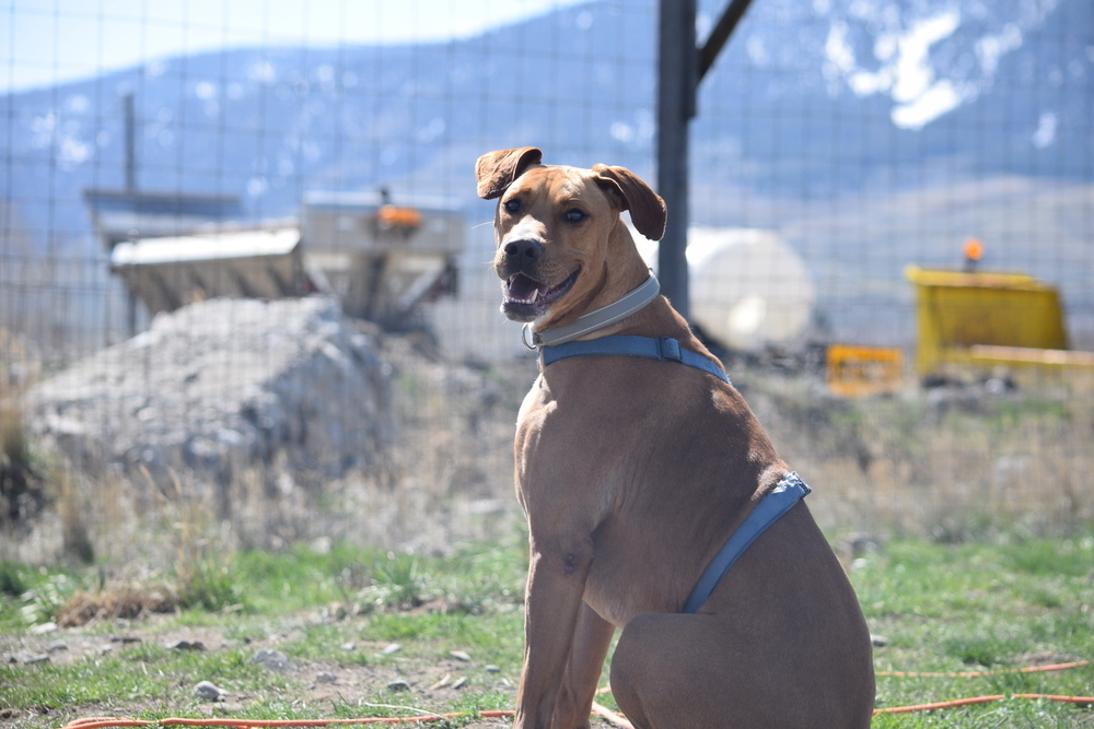 Peter, an adoptable Rhodesian Ridgeback, Shepherd in Salmon, ID, 83467 | Photo Image 6