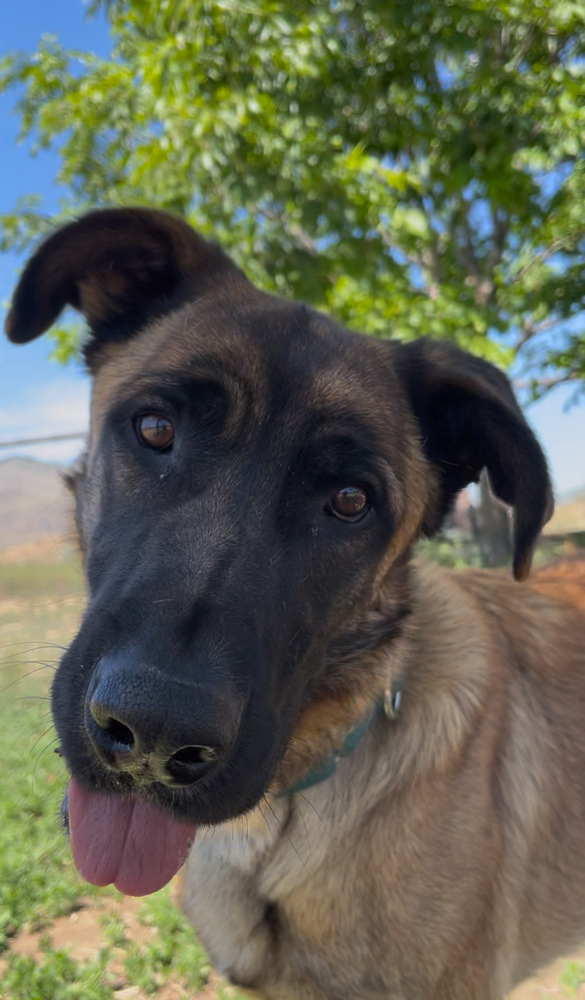 Cash, an adoptable German Shepherd Dog in Salmon, ID, 83467 | Photo Image 1