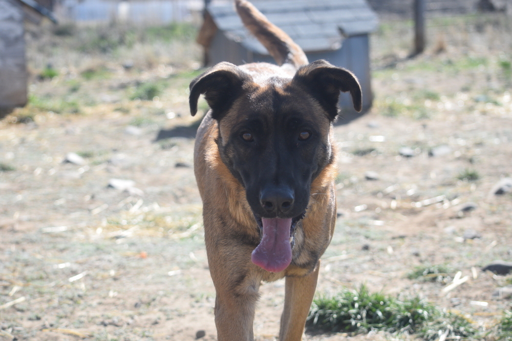 Cash, an adoptable German Shepherd Dog in Salmon, ID, 83467 | Photo Image 2