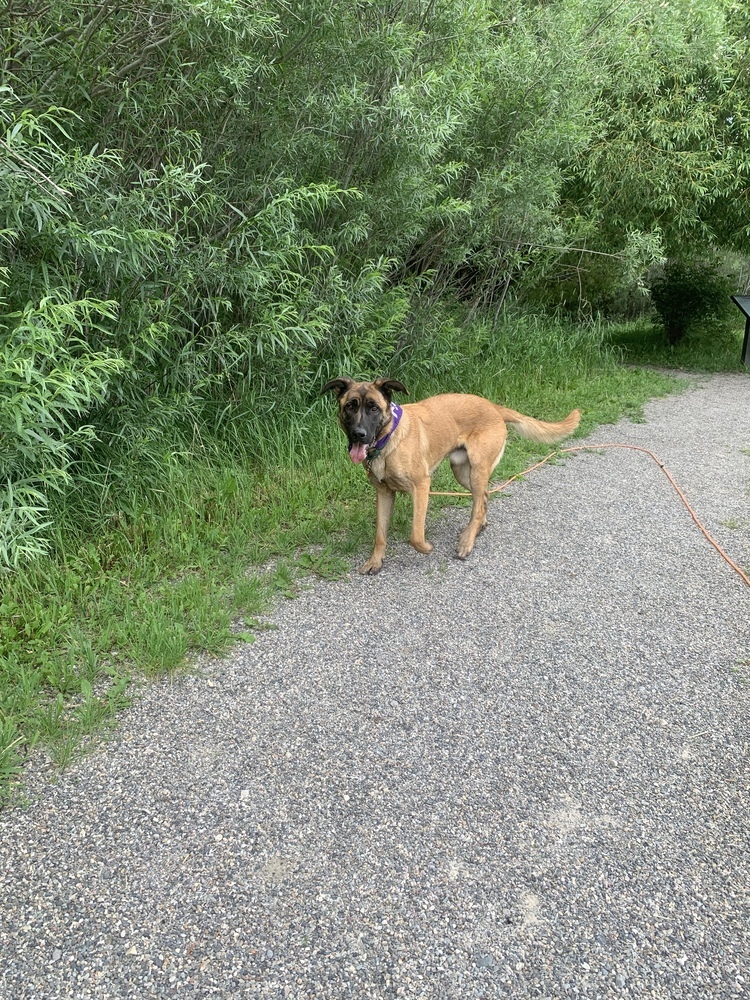 Cash, an adoptable German Shepherd Dog in Salmon, ID, 83467 | Photo Image 2