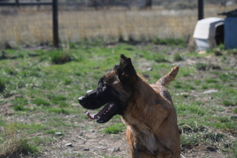 Cash, an adoptable German Shepherd Dog in Salmon, ID, 83467 | Photo Image 3