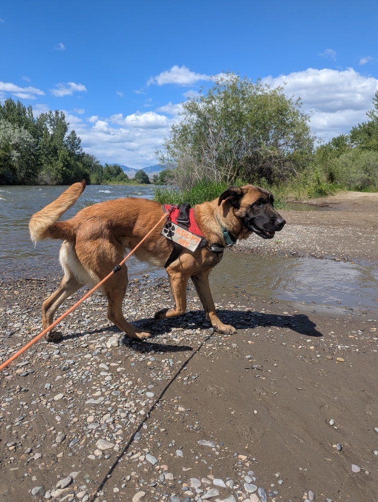 Cash, an adoptable German Shepherd Dog in Salmon, ID, 83467 | Photo Image 3