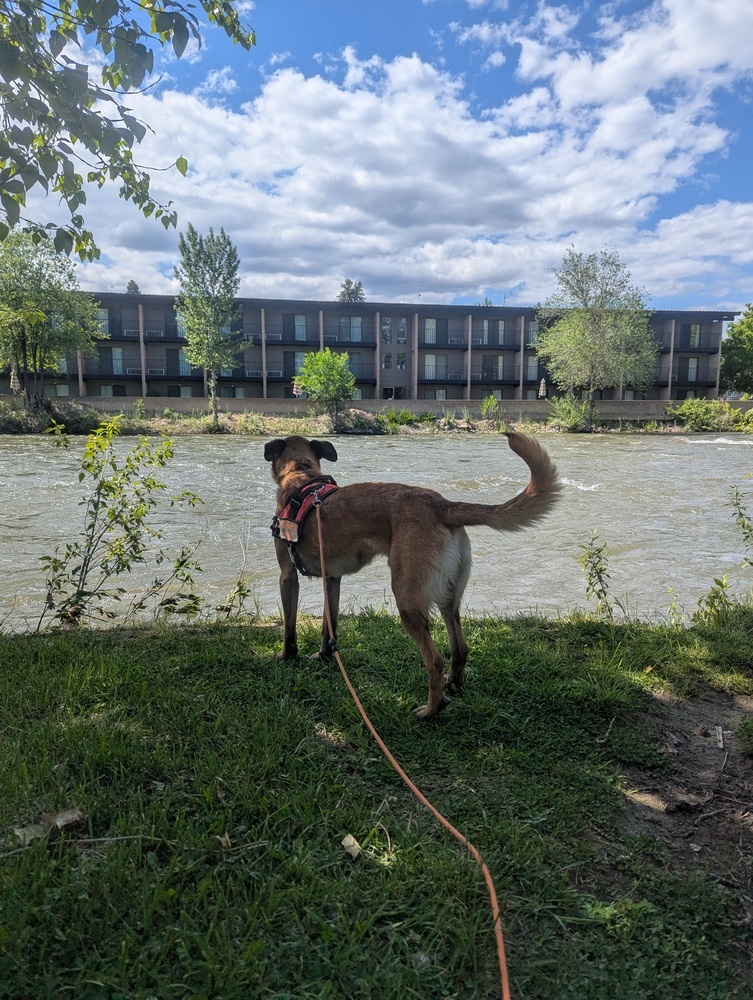 Cash, an adoptable German Shepherd Dog in Salmon, ID, 83467 | Photo Image 3