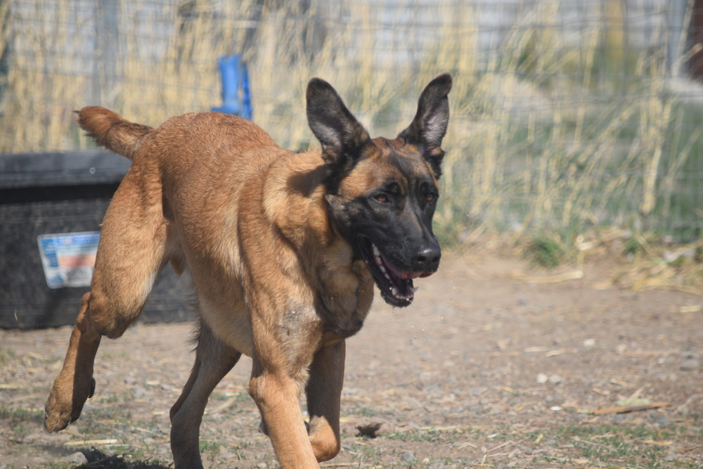 Cash, an adoptable German Shepherd Dog in Salmon, ID, 83467 | Photo Image 4