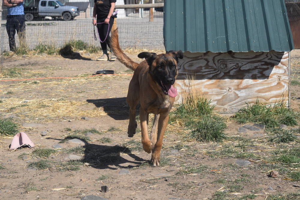 Cash, an adoptable German Shepherd Dog in Salmon, ID, 83467 | Photo Image 5