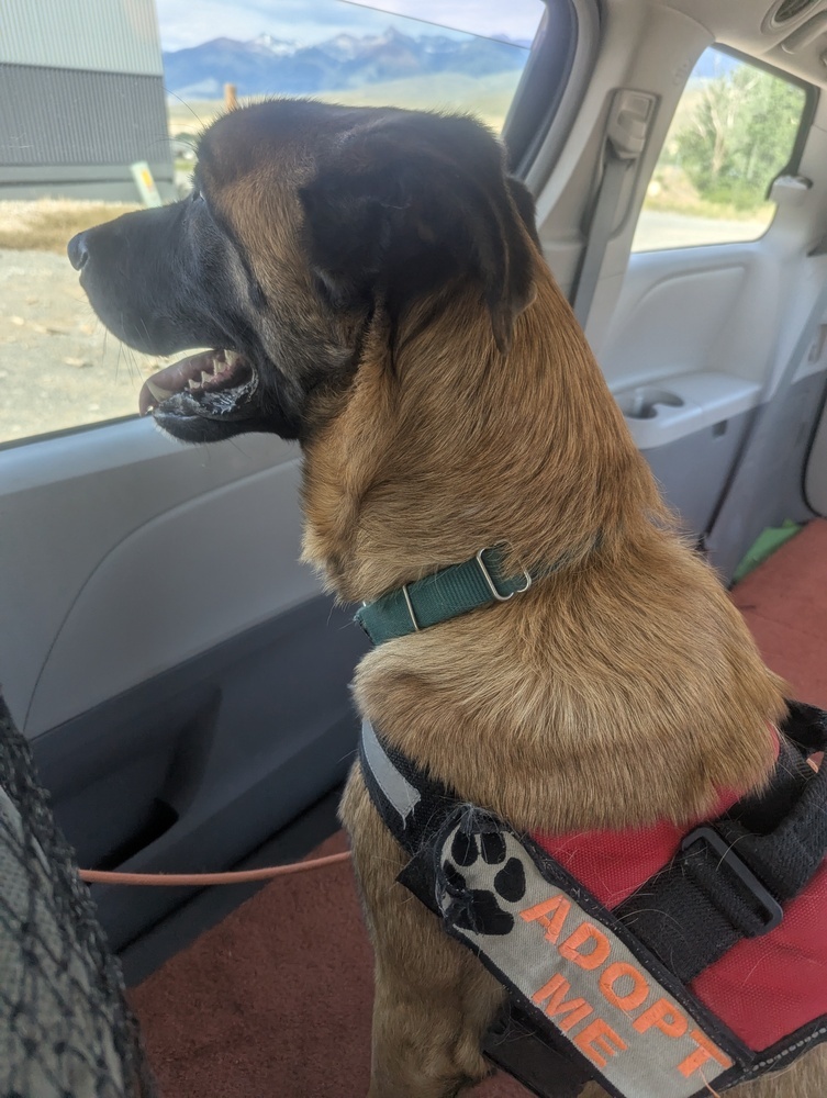 Cash, an adoptable German Shepherd Dog in Salmon, ID, 83467 | Photo Image 5
