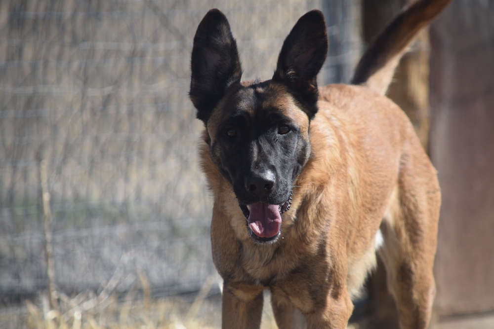 Cash, an adoptable German Shepherd Dog in Salmon, ID, 83467 | Photo Image 5