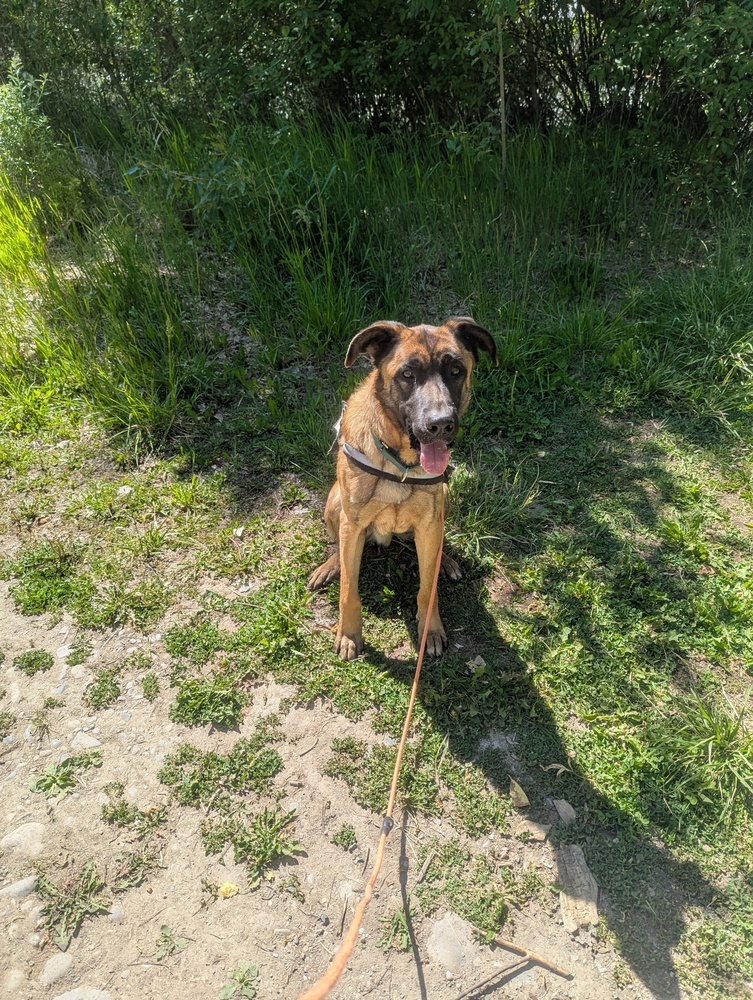 Cash, an adoptable German Shepherd Dog in Salmon, ID, 83467 | Photo Image 6