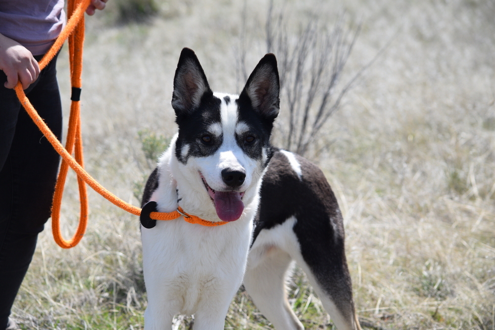 Remington, an adoptable Husky in Salmon, ID, 83467 | Photo Image 1