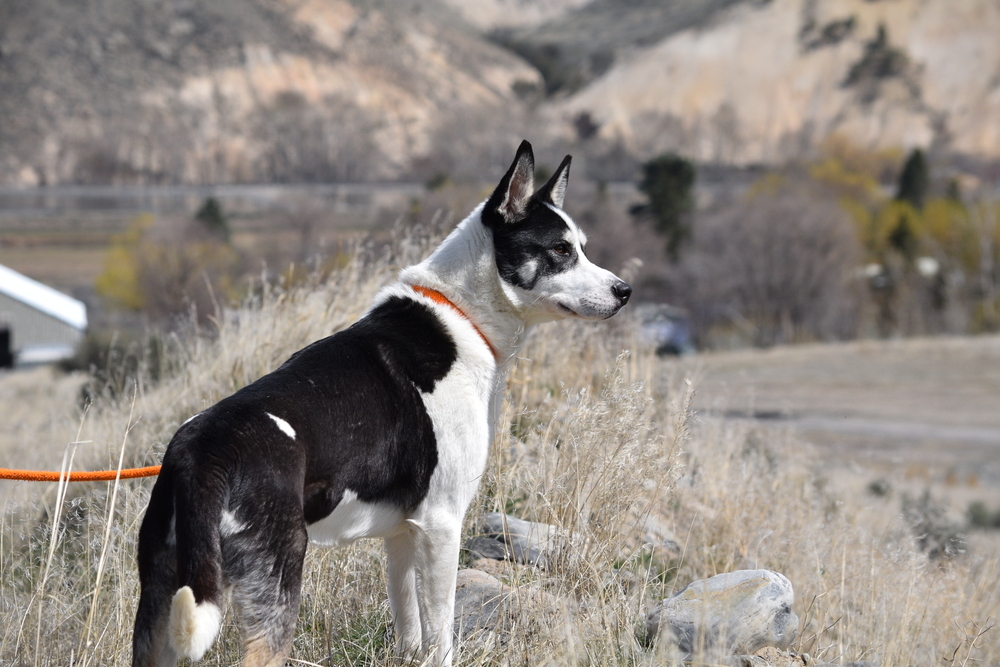 Remington, an adoptable Husky in Salmon, ID, 83467 | Photo Image 1