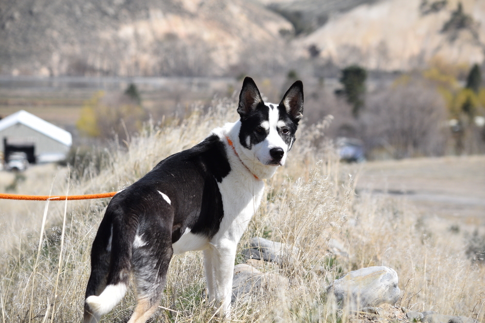 Remington, an adoptable Husky in Salmon, ID, 83467 | Photo Image 2