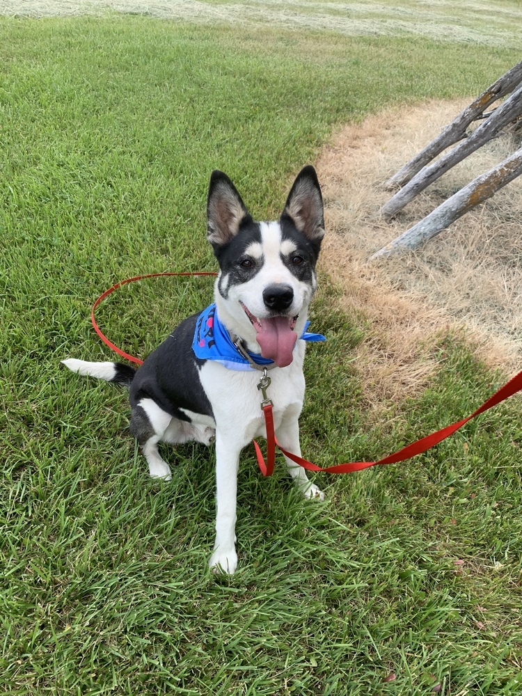 Remington, an adoptable Husky in Salmon, ID, 83467 | Photo Image 2