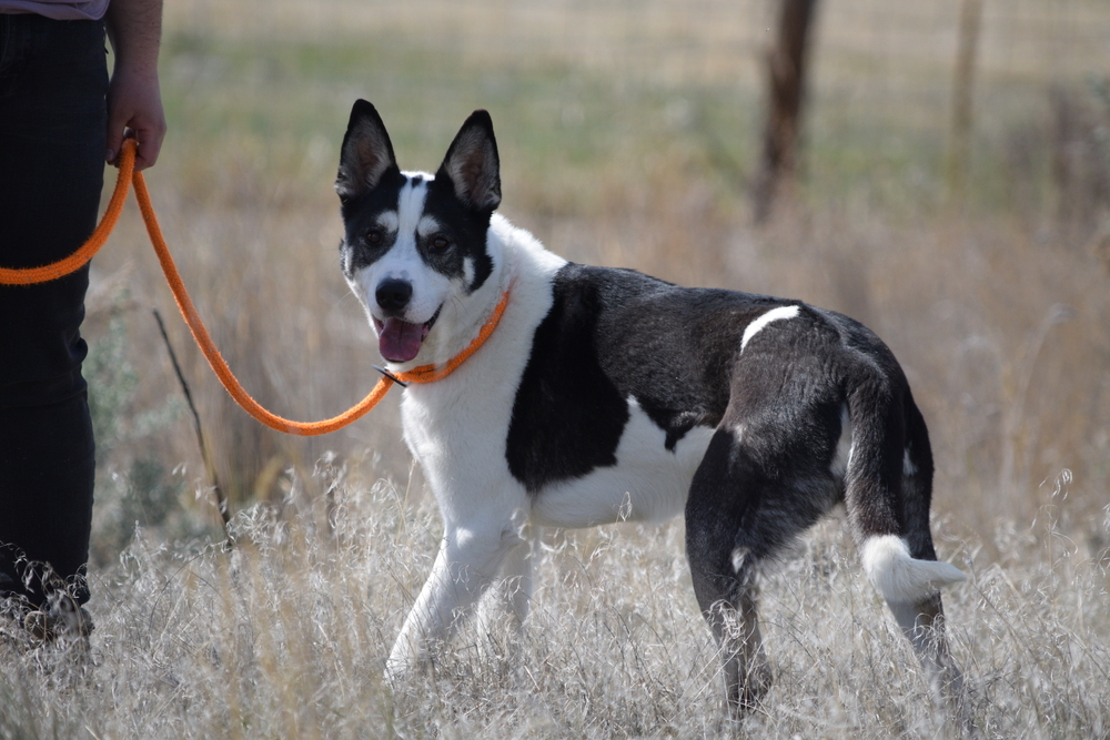 Remington, an adoptable Husky in Salmon, ID, 83467 | Photo Image 4