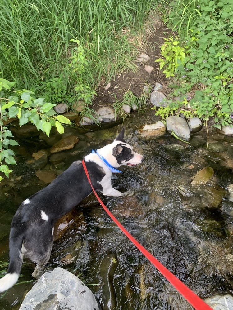 Remington, an adoptable Husky in Salmon, ID, 83467 | Photo Image 4