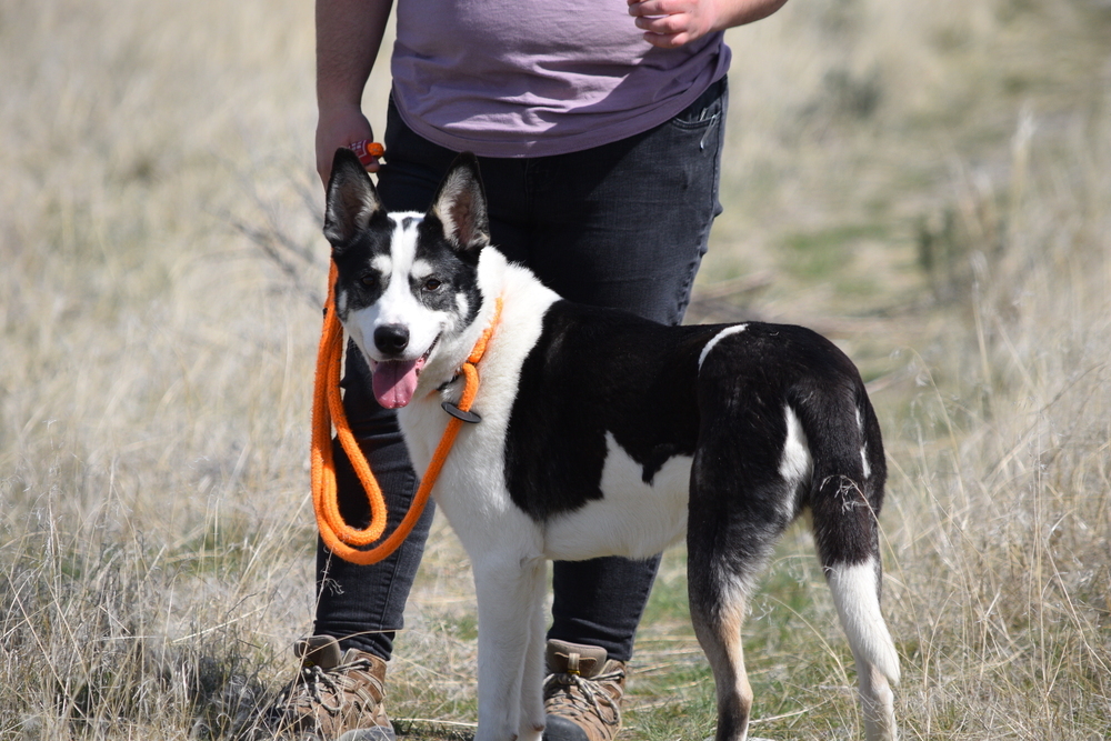 Remington, an adoptable Husky in Salmon, ID, 83467 | Photo Image 5
