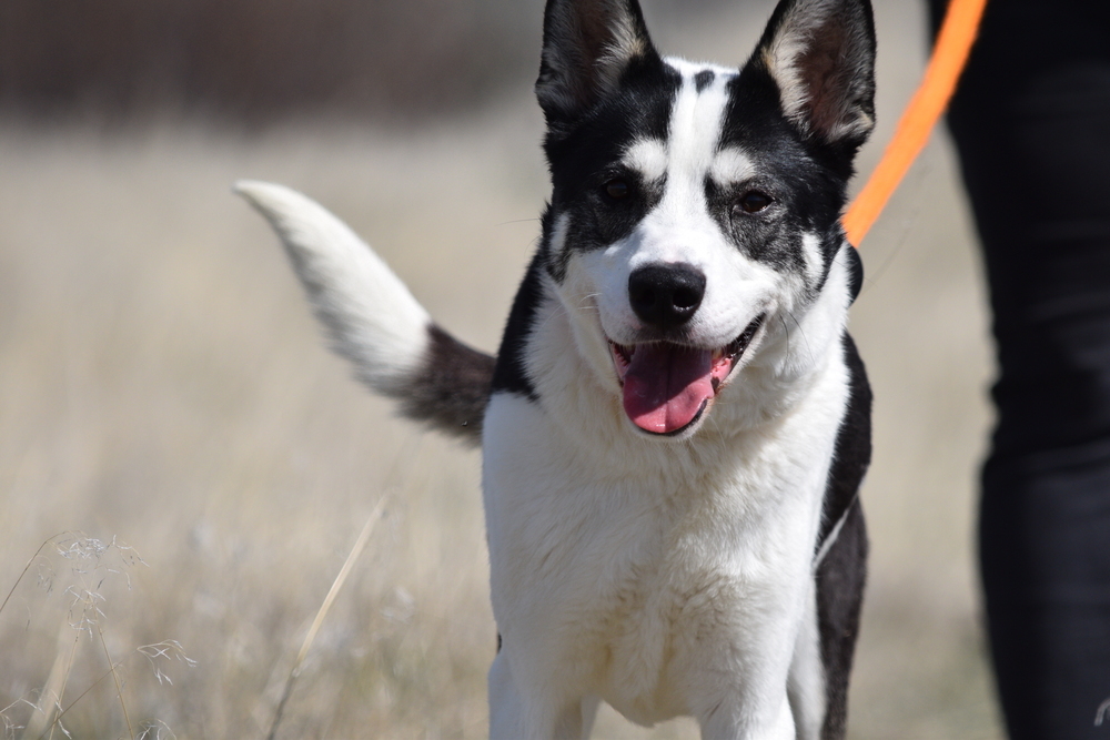 Remington, an adoptable Husky in Salmon, ID, 83467 | Photo Image 6