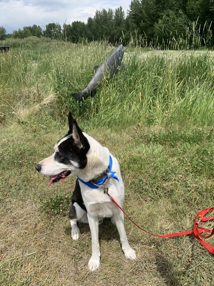 Remington, an adoptable Husky in Salmon, ID, 83467 | Photo Image 6