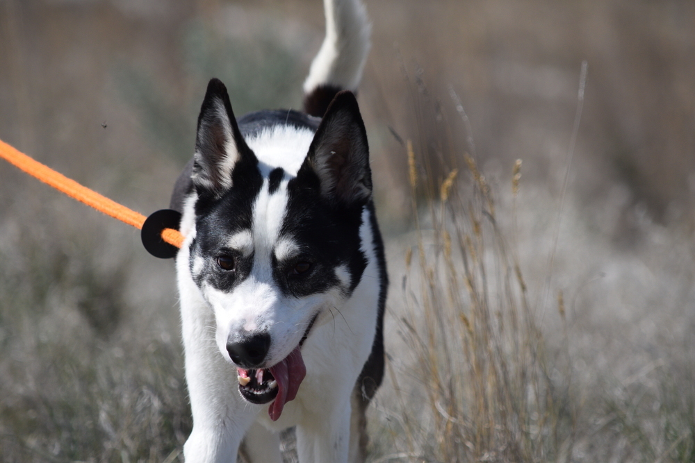 Remington, an adoptable Husky in Salmon, ID, 83467 | Photo Image 6