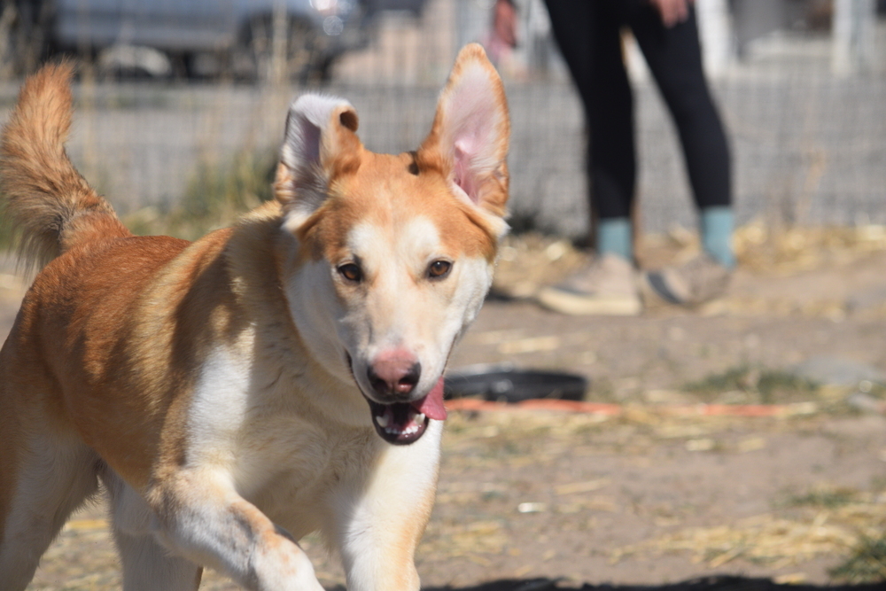 Poncho, an adoptable Labrador Retriever, Husky in Salmon, ID, 83467 | Photo Image 1