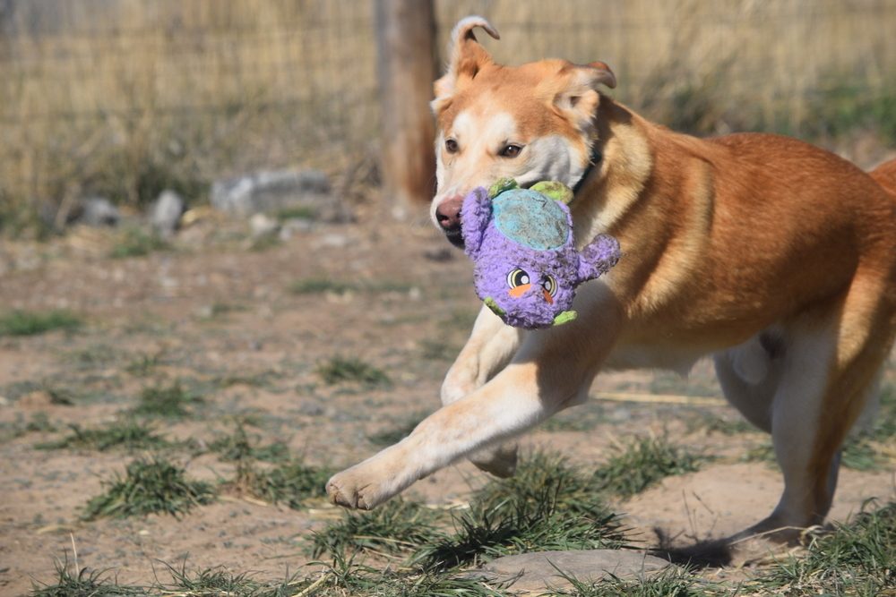 Poncho, an adoptable Labrador Retriever, Husky in Salmon, ID, 83467 | Photo Image 3