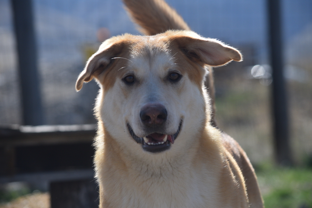 Poncho, an adoptable Labrador Retriever, Husky in Salmon, ID, 83467 | Photo Image 4