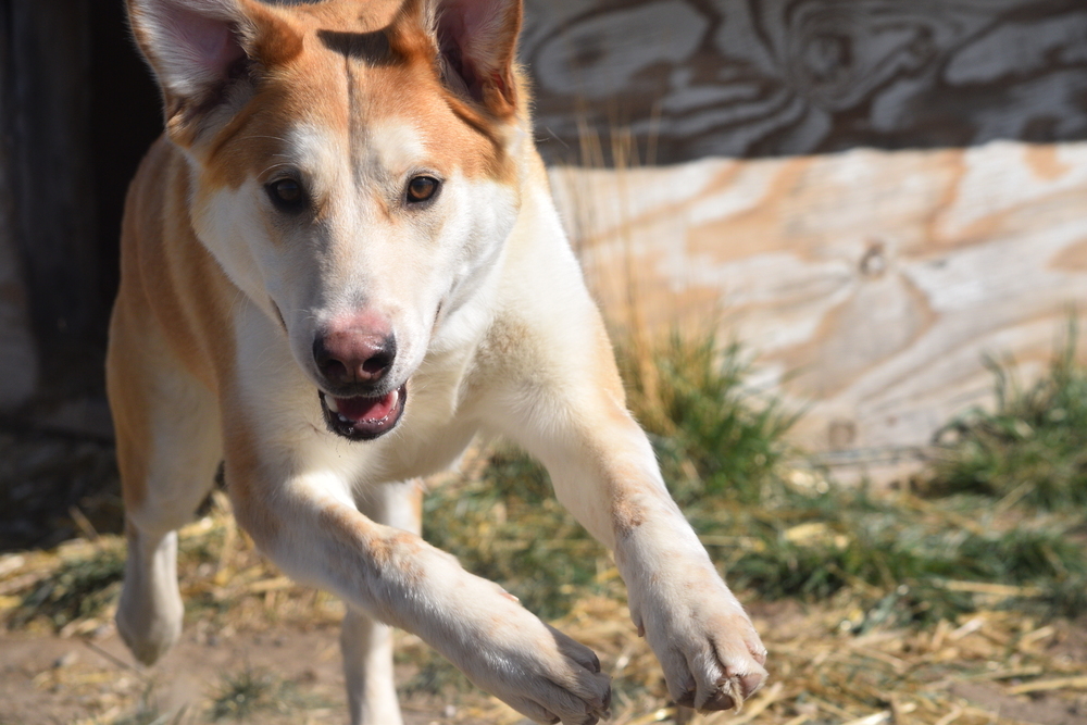 Poncho, an adoptable Labrador Retriever, Husky in Salmon, ID, 83467 | Photo Image 5