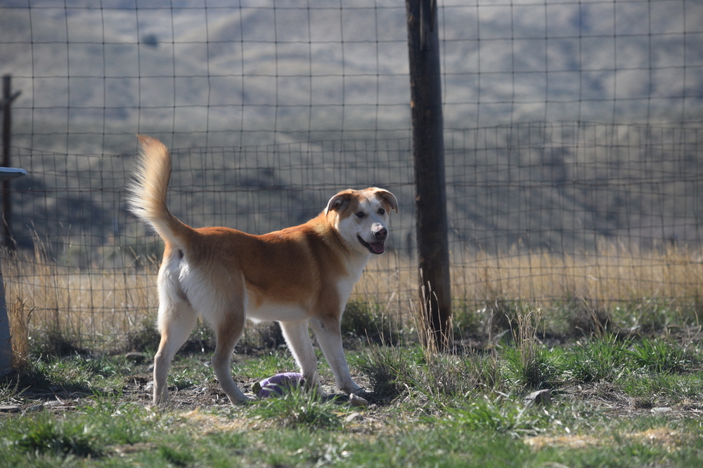 Poncho, an adoptable Labrador Retriever, Husky in Salmon, ID, 83467 | Photo Image 6